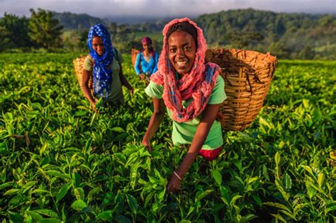  Farming Systems and Practices: A Journey Through Ethiopian Agricultural Heritage!